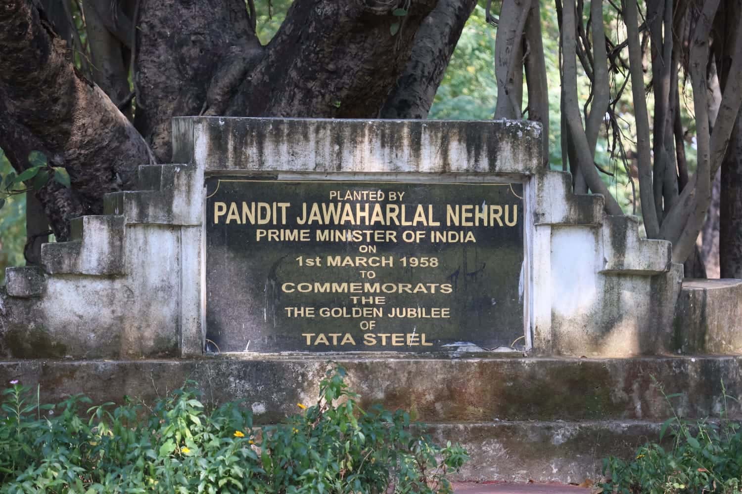 बरगद के विशाल तने और लटकती जड़ों के बीच सफेद चबूतरे पर लगा काला शिलापट्ट, जिस पर अंग्रेजी में पंडित जवाहरलाल नेहरू द्वारा 1 मार्च 1958 को टाटा स्टील की स्वर्ण जयंती के अवसर पर पौधा लगाए जाने की बात लिखी है। आगे हरे पौधे दिख रहे हैं।